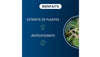 Resveratrol